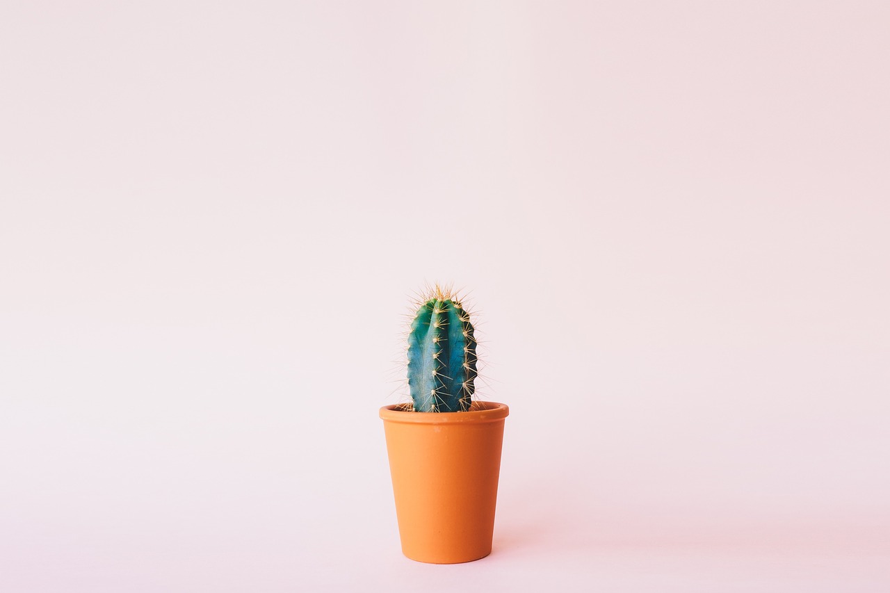 San Valentín cactus